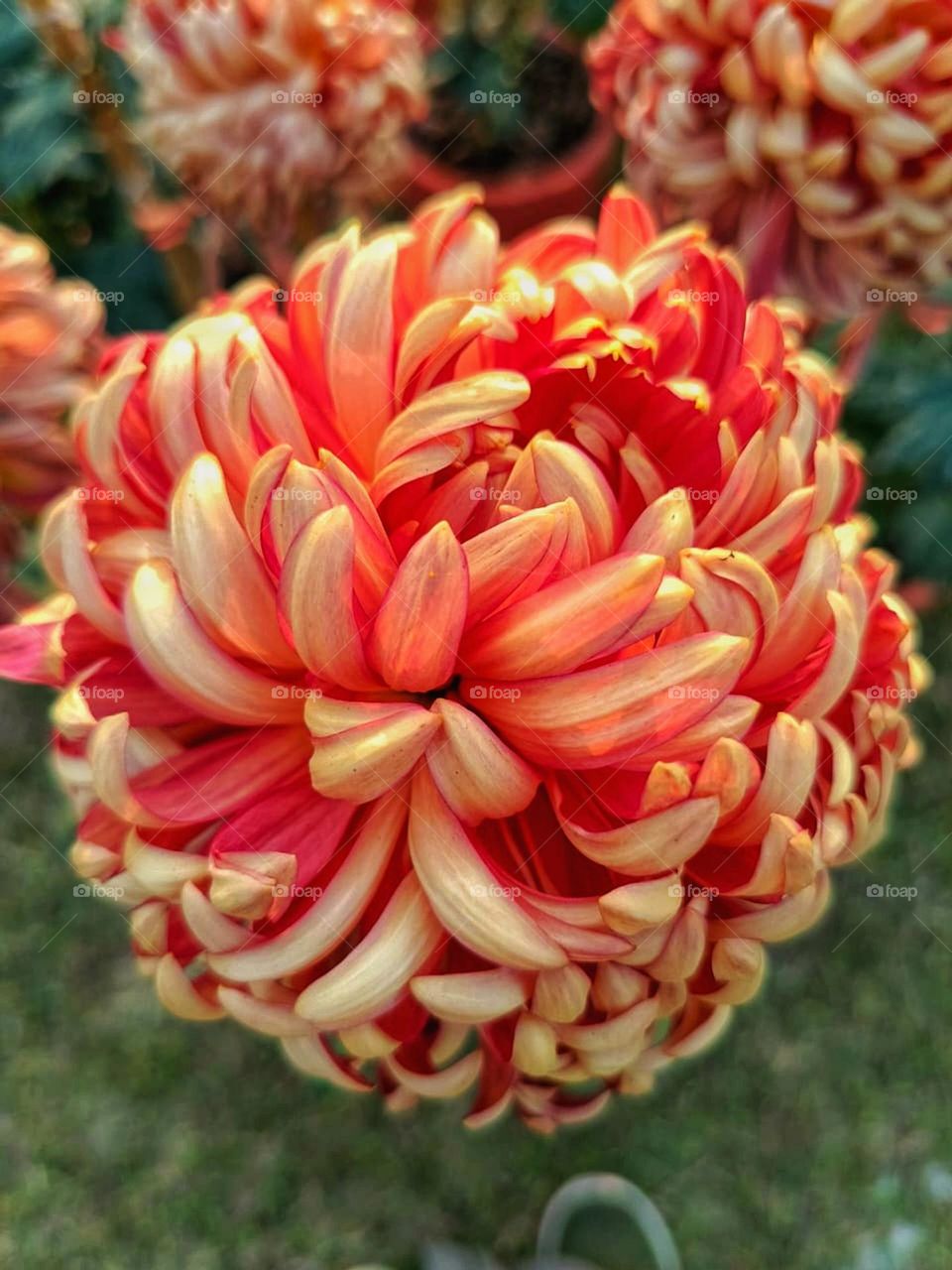 Those flowers look absolutely stunning! The vibrant colors and delicate petals are so captivating. It must be such a joy to be surrounded by such natural beauty.