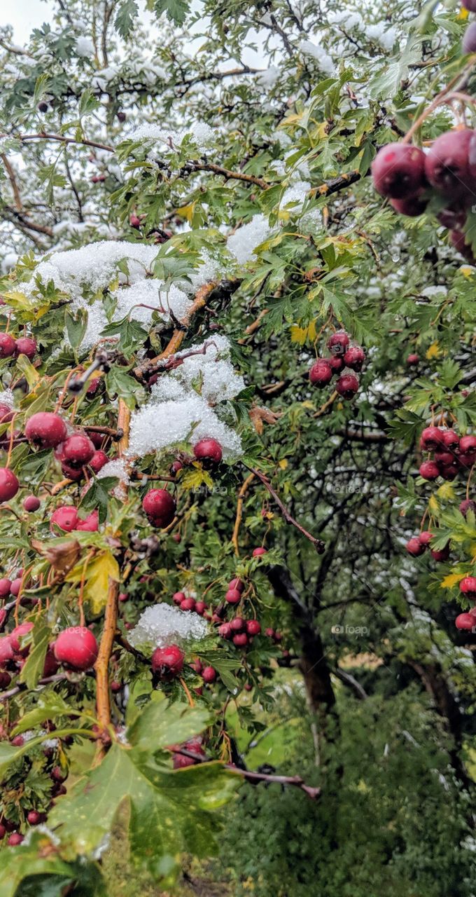 Berrys on First Day of Snowfall