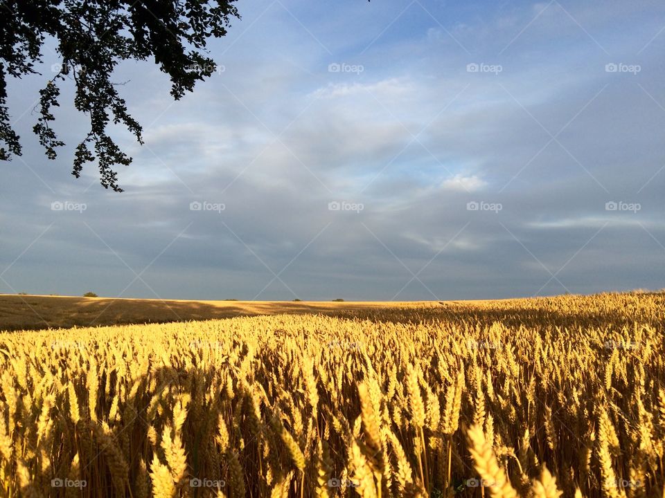 Wheat field against cloudy sky
