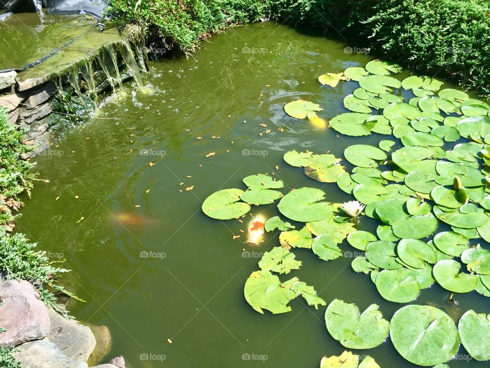 Koi fish pond with green lily pads