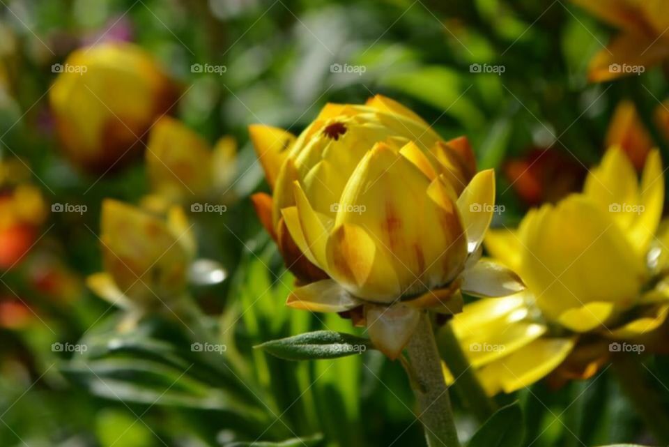 Yellow blooming flower