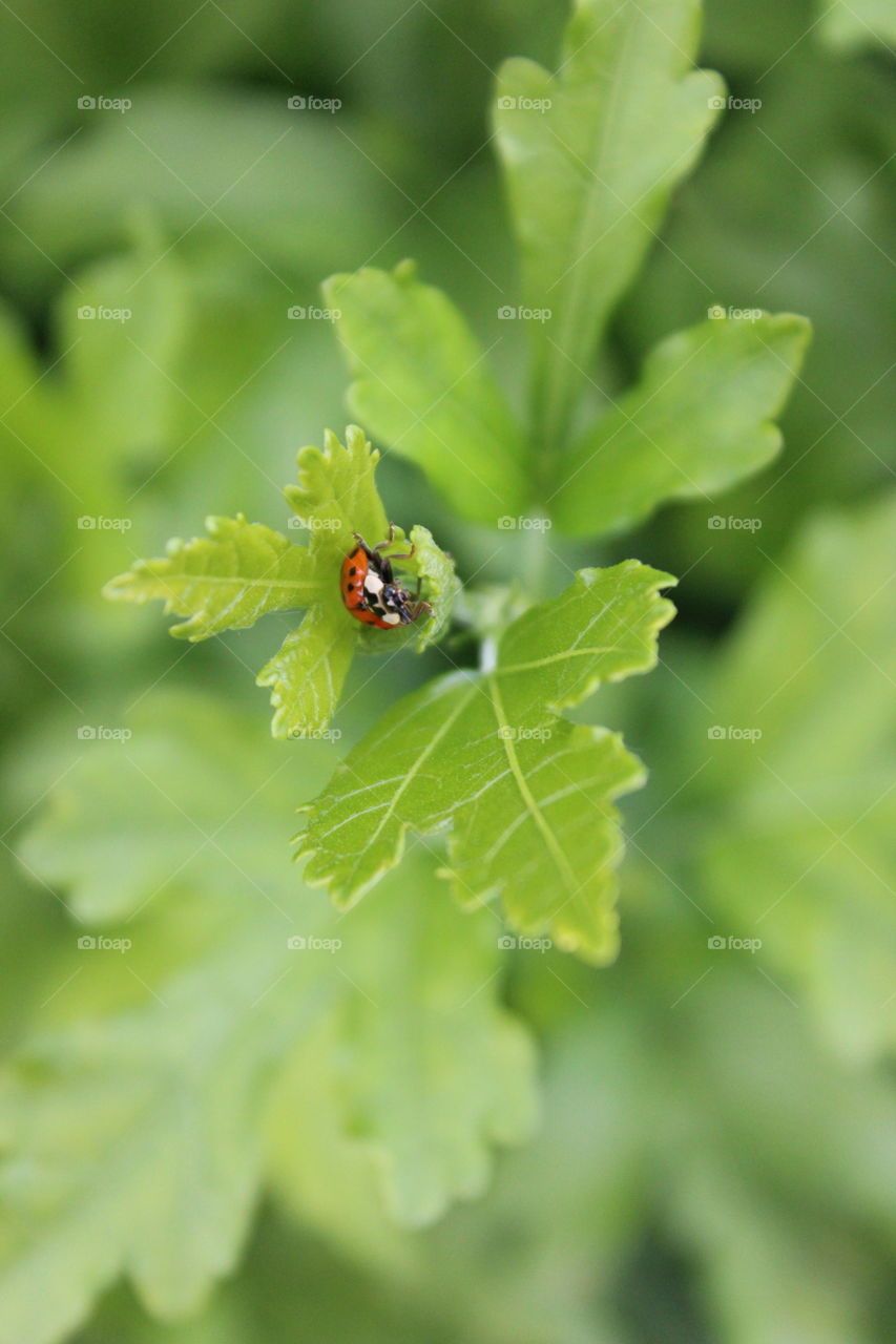 ladybug