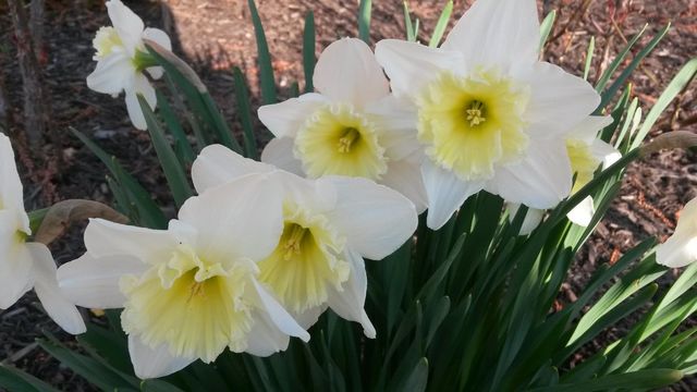Spring flowers