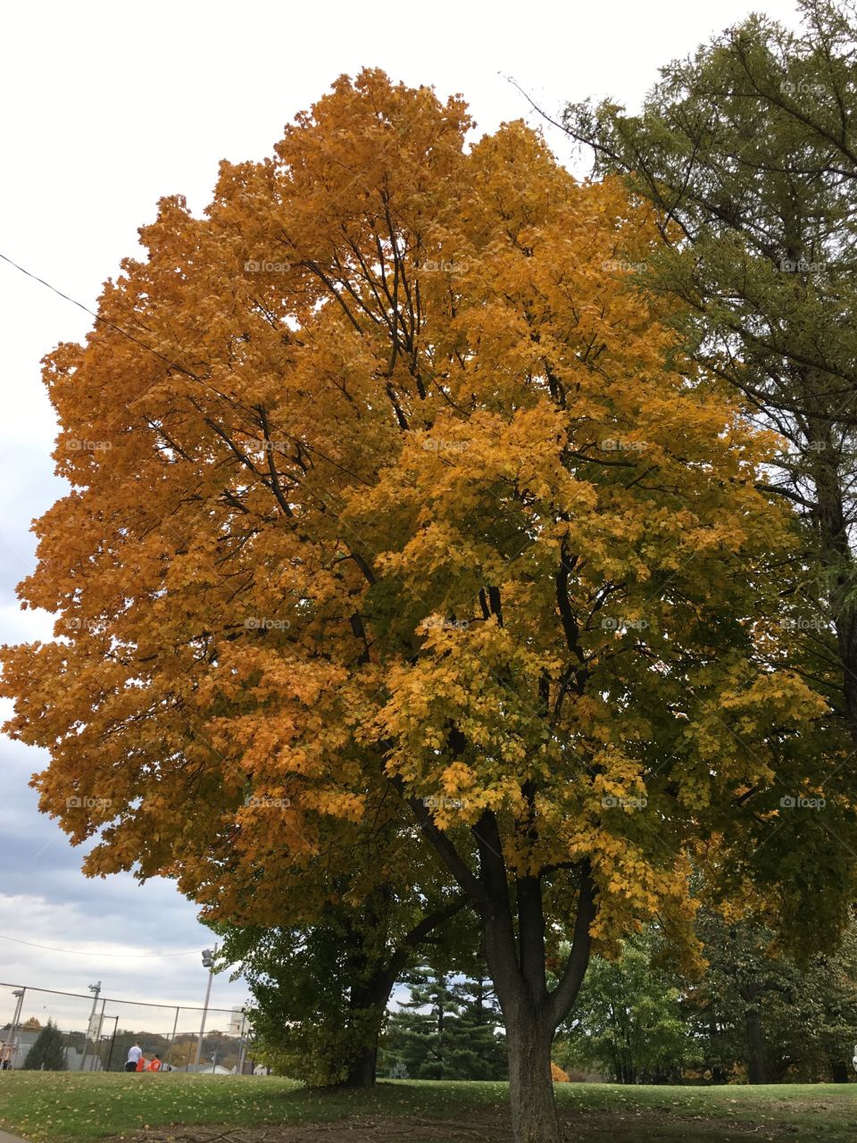 Fall Leaves 