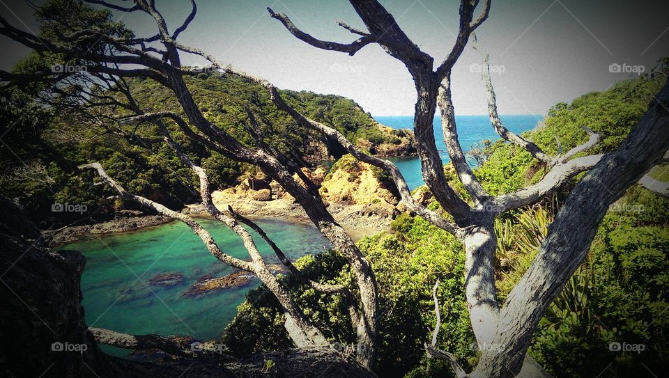 green and blue ocean. i was sitting on a tree with a gorgous view of the pacific ocean.  there were 2 bays with different watercolors