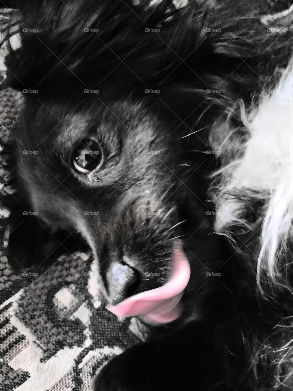 black dog licks his lips. Furry friend. animals