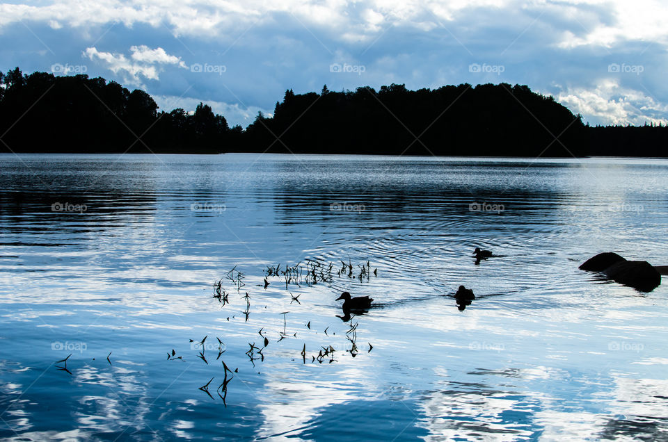 Silhouette of mallard ducks swimming in a forest lake (Lake Pühajärv) in southern Estonia.