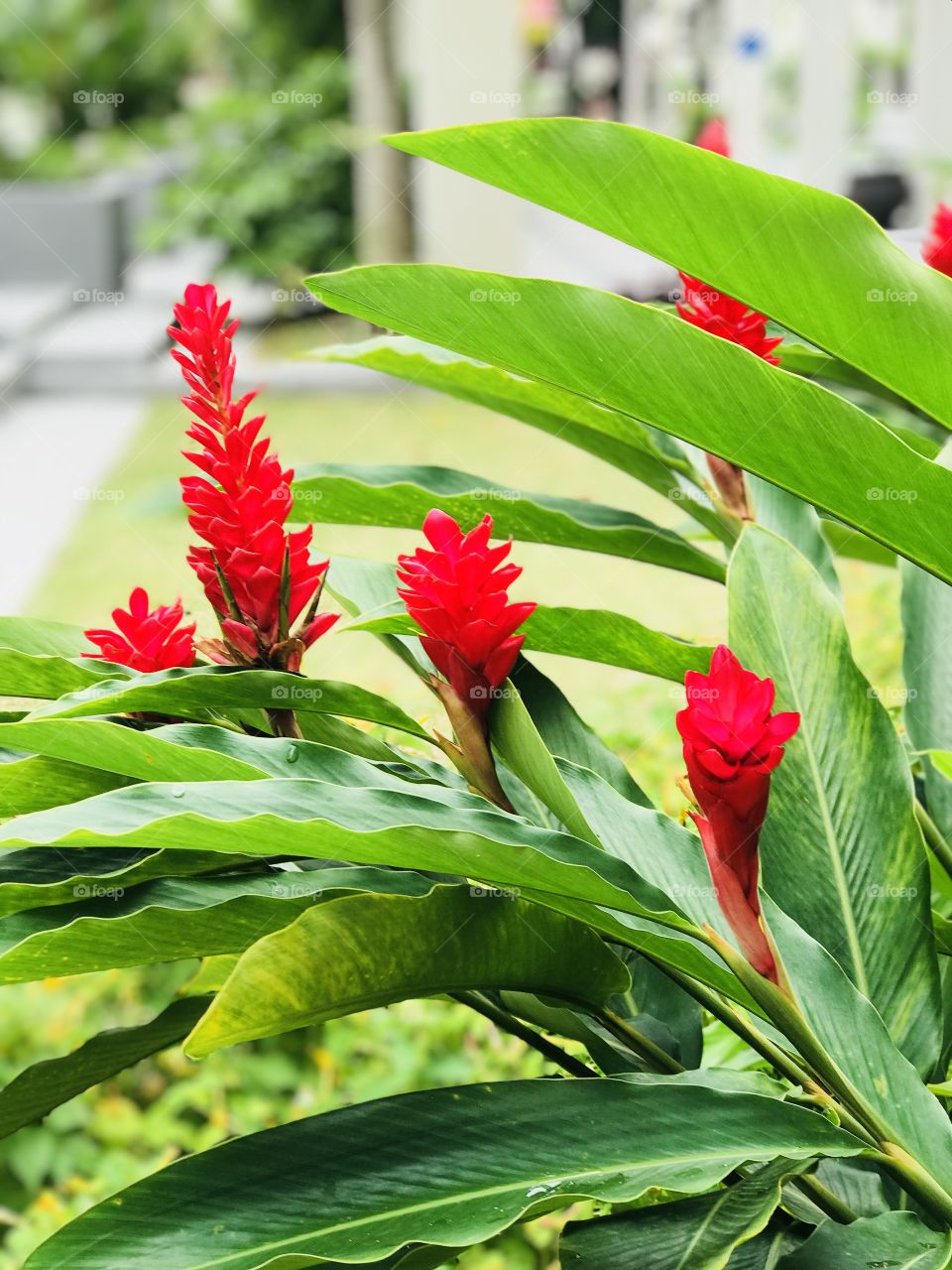 Morning Dew tropical plant with Red flowers