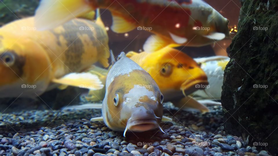 Koi fish swimming in water