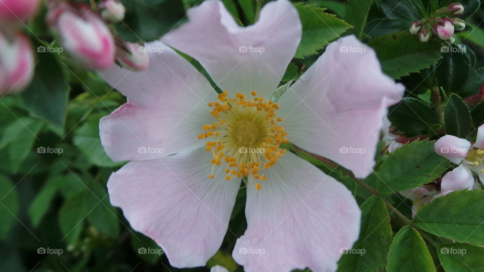 wild pink tea rose. upclose macro.