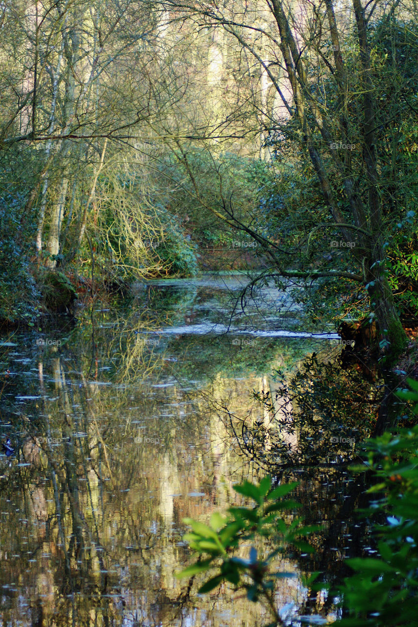 The small pond in the forest