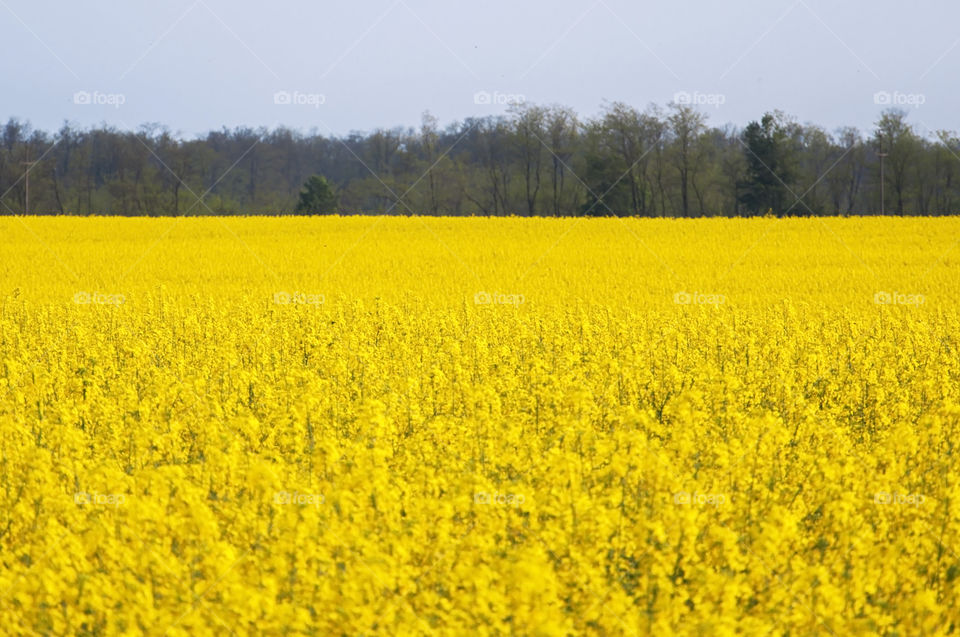 yellow field in spring