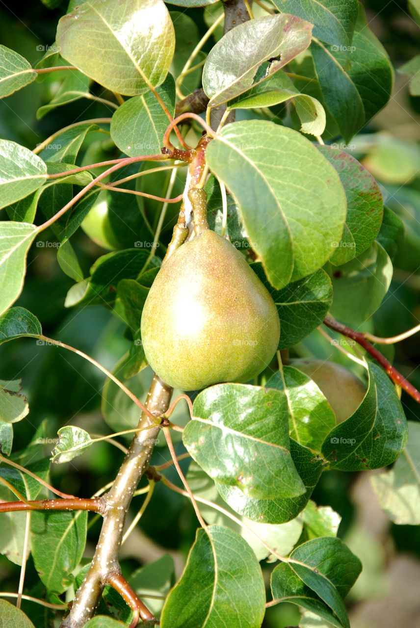 Pear in kivik