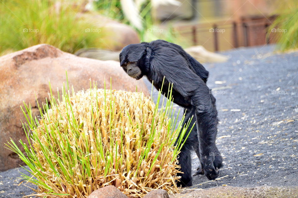 siamang gibbon