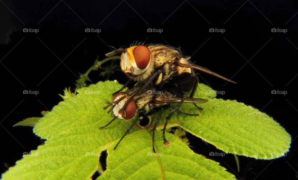 Housefly mating on leaf