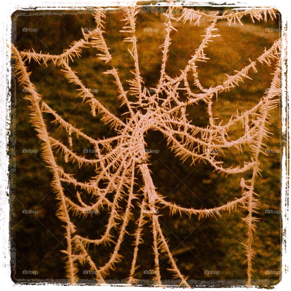 winter pretty spiders web pointy by ShutterBug_NikonGirl