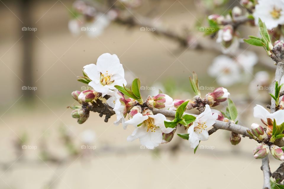 Almond tree