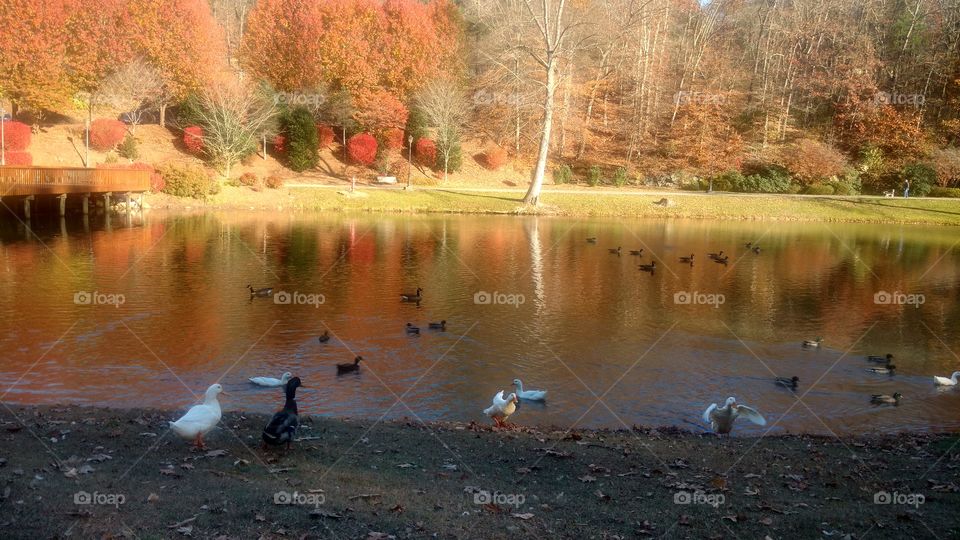 Ducks and Geese at the pond
