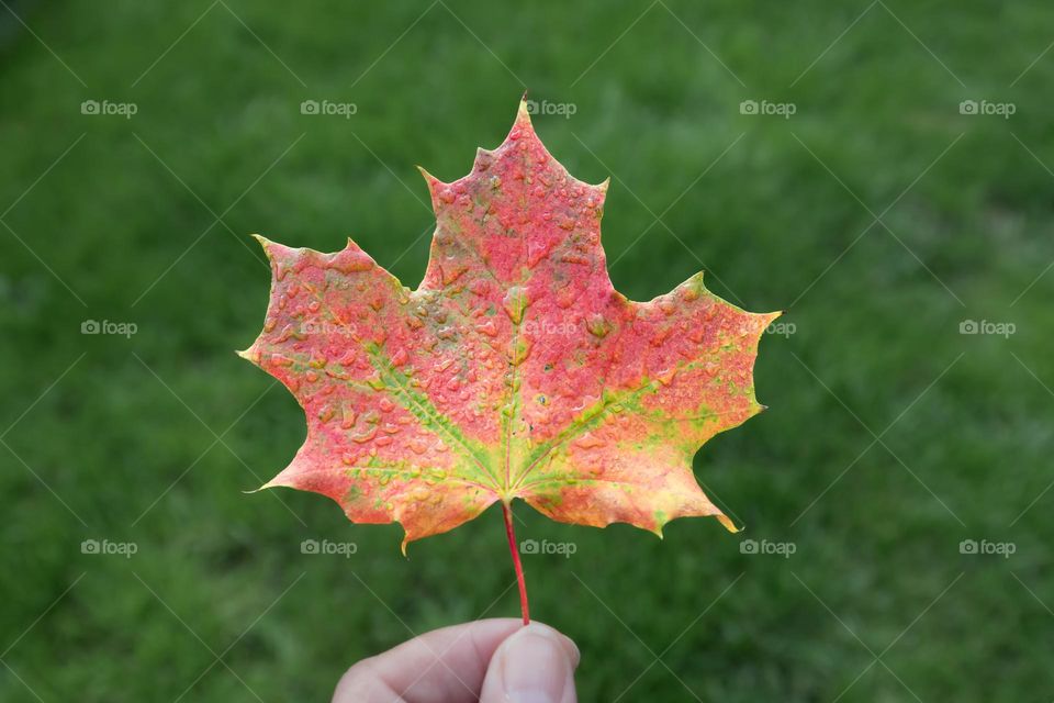 Holding one beautiful colorful maple leaf covered with raindrops outdoors, green background, sign of fall 