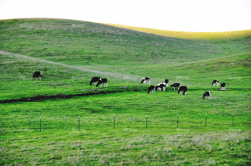 Spring In The Country 