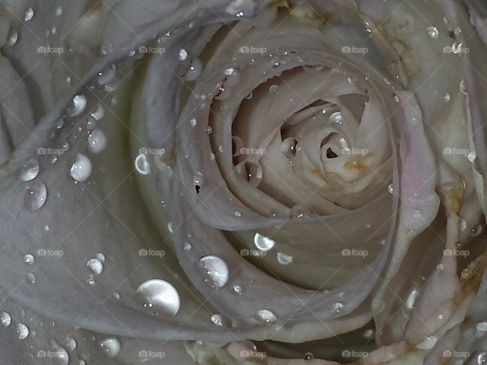 White Rose After the Rain