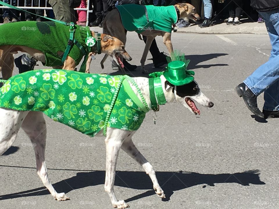 dogs - st-patrick day - Montreal, Canada