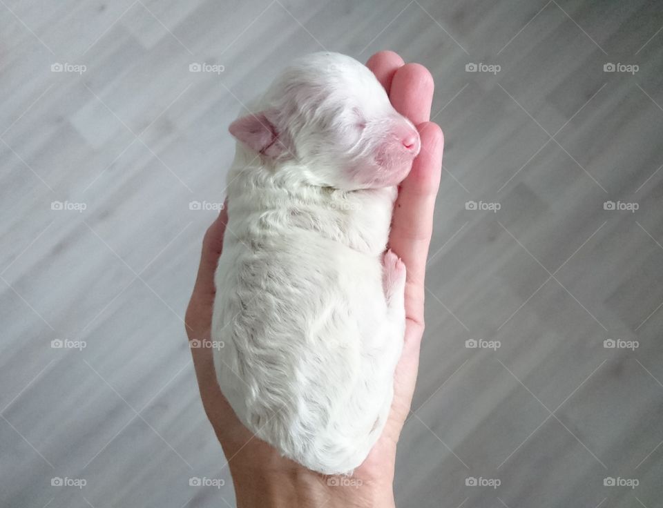 щенок бишон фризе, 4 дня. baby bichon frise