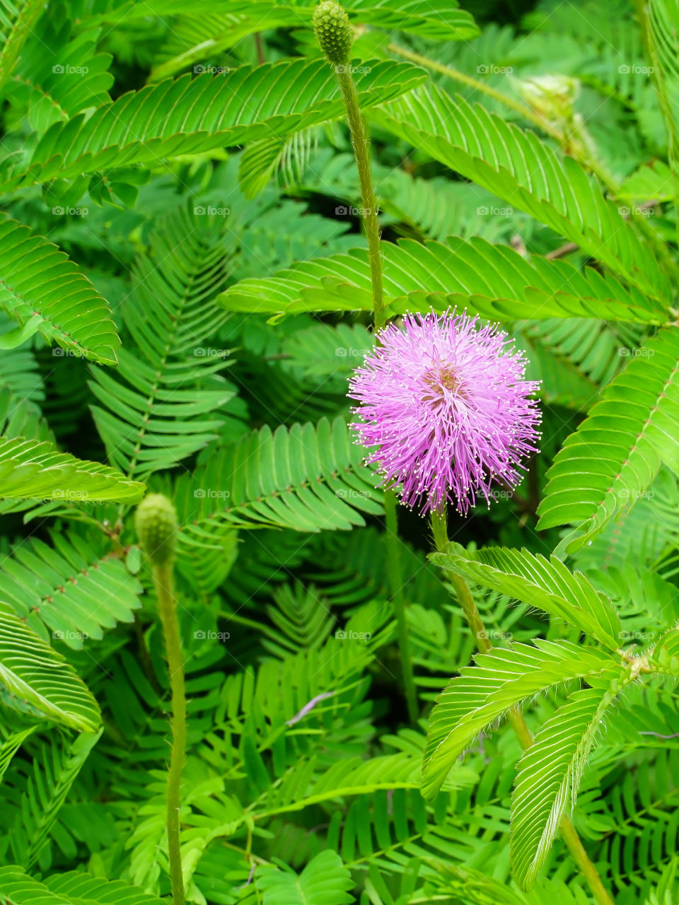 Pink Mimosa flower surrounded in green sensitive plant leaves
