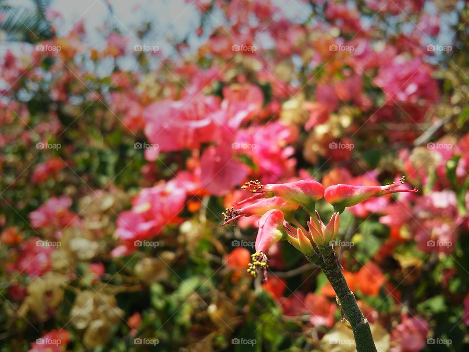 The flowers blooming in Spring season.