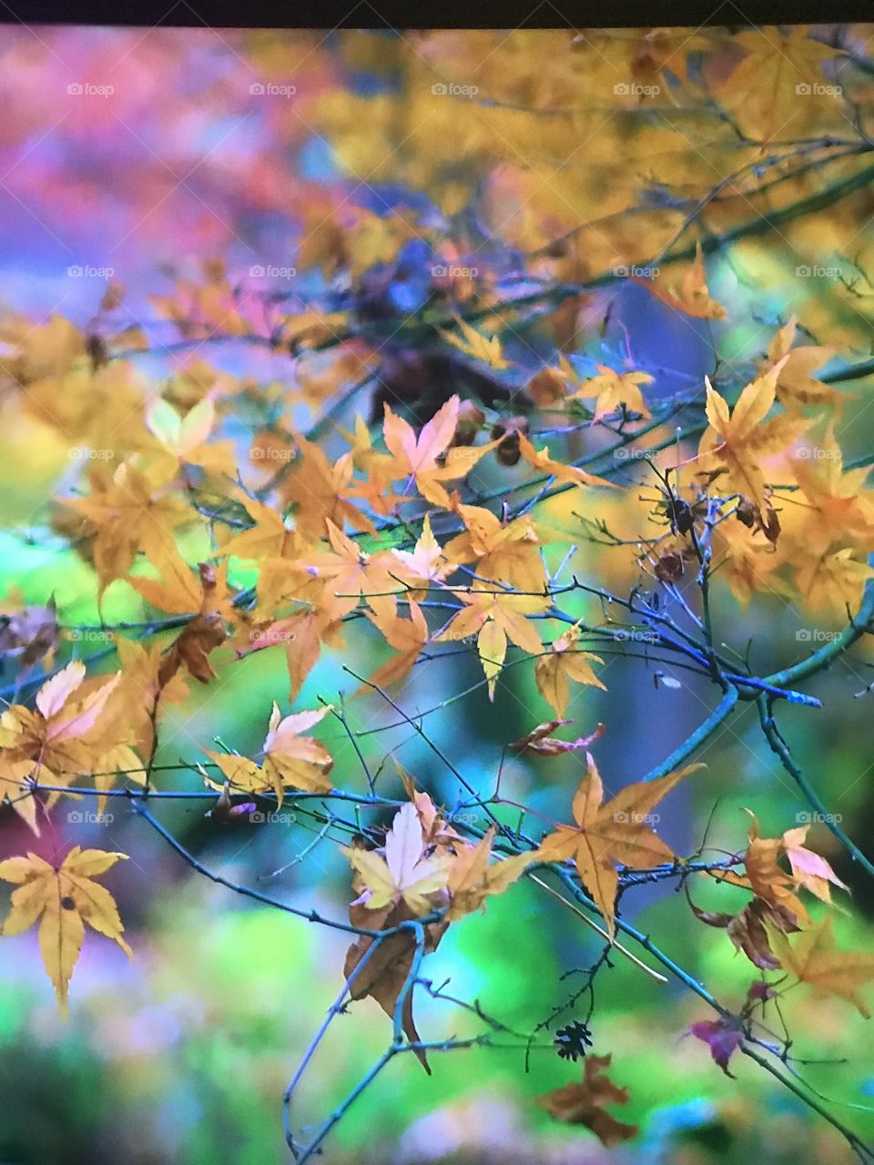 Autumn Leaves in the Flora Park