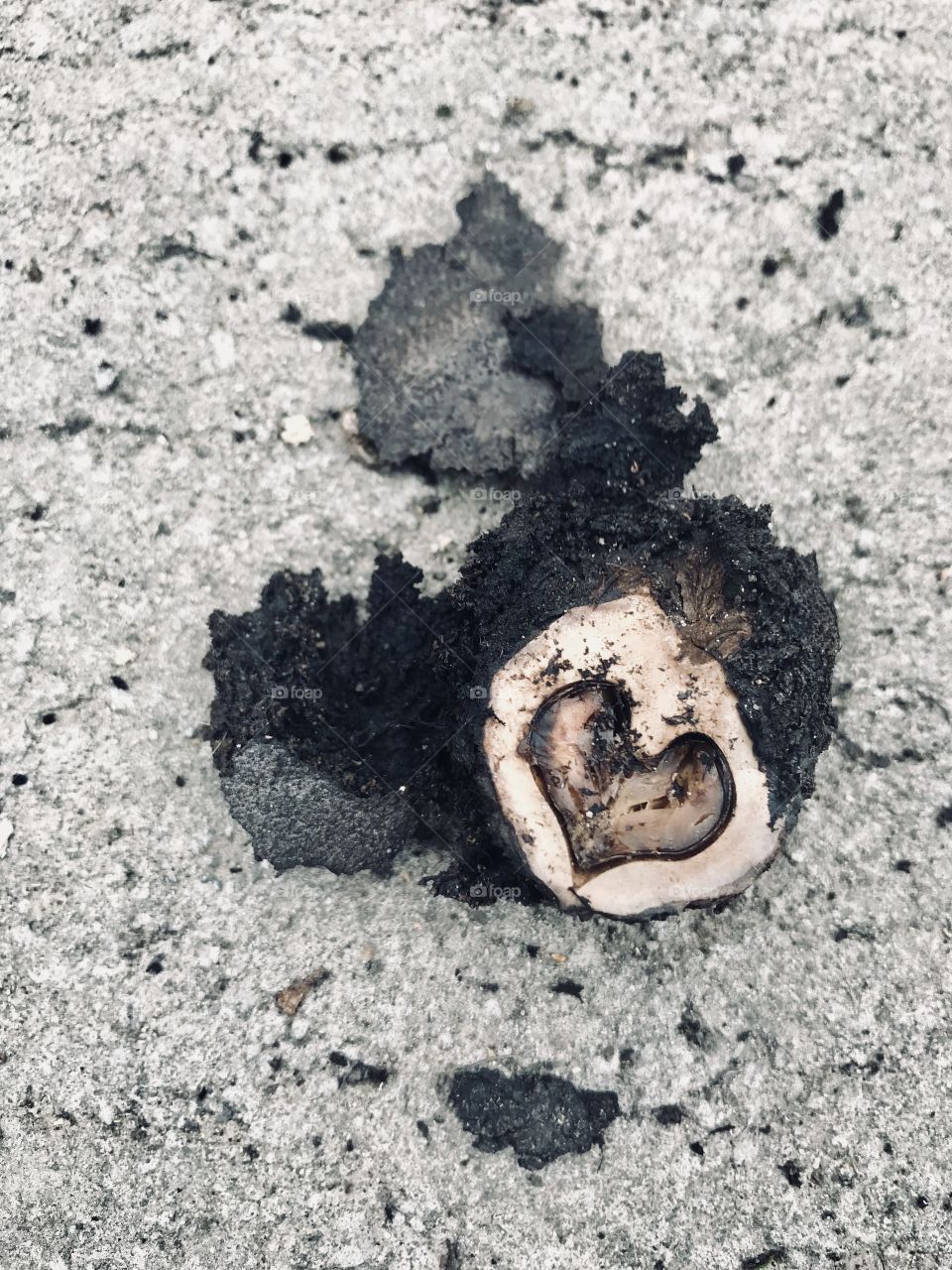 A walnut split perfectly in half on our walk. 