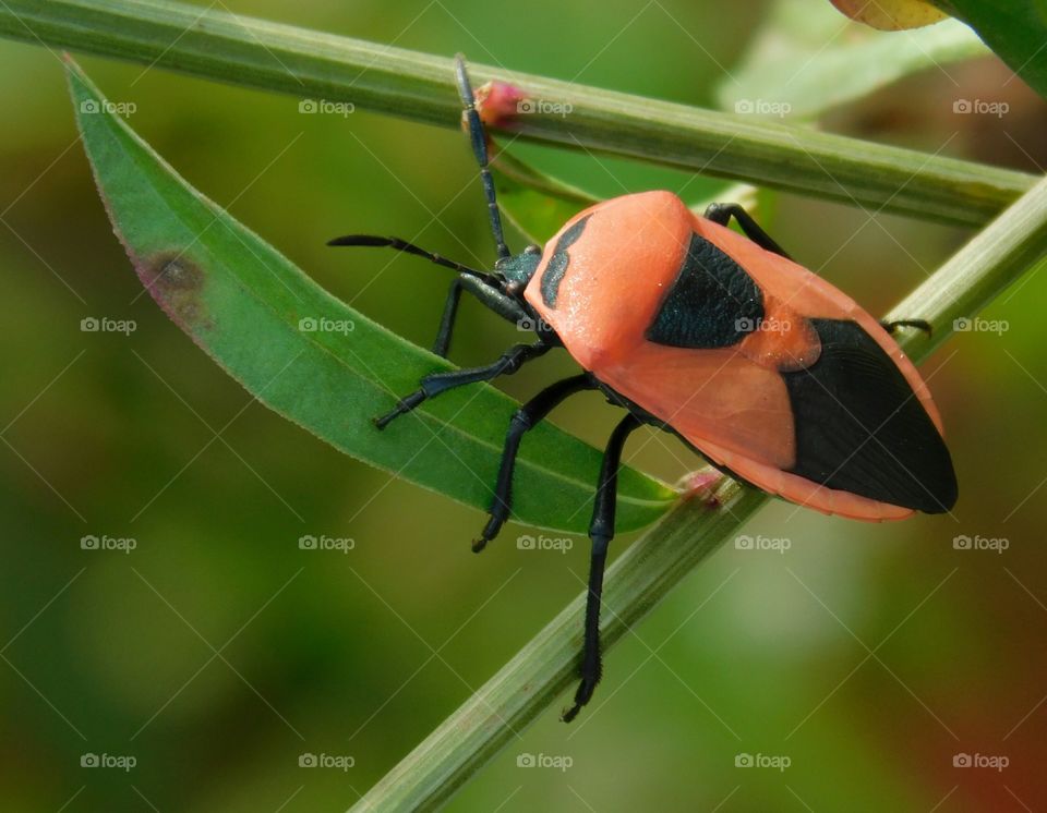 Indian insect Bug / Beetle with orange and black colour pattern sitting on Celosia grass.