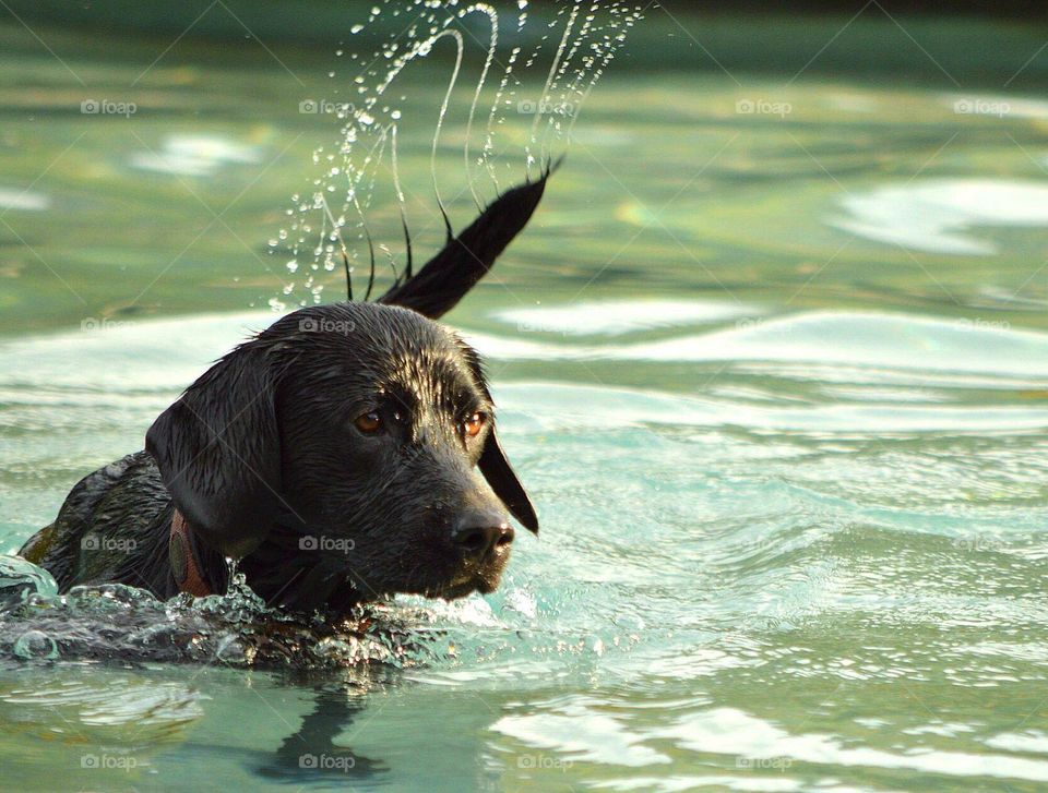 Labrador in lake