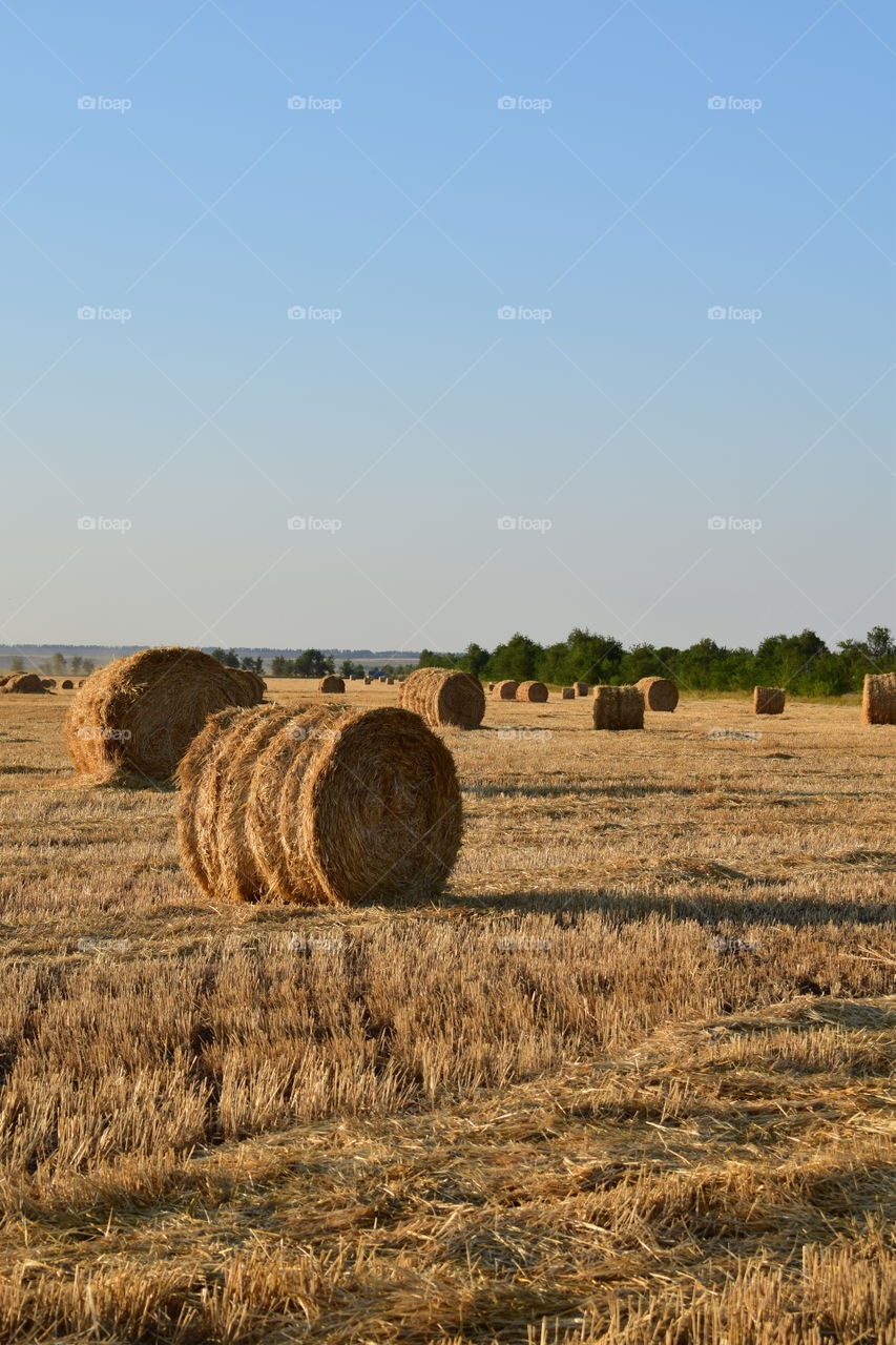 haystaks at sunset