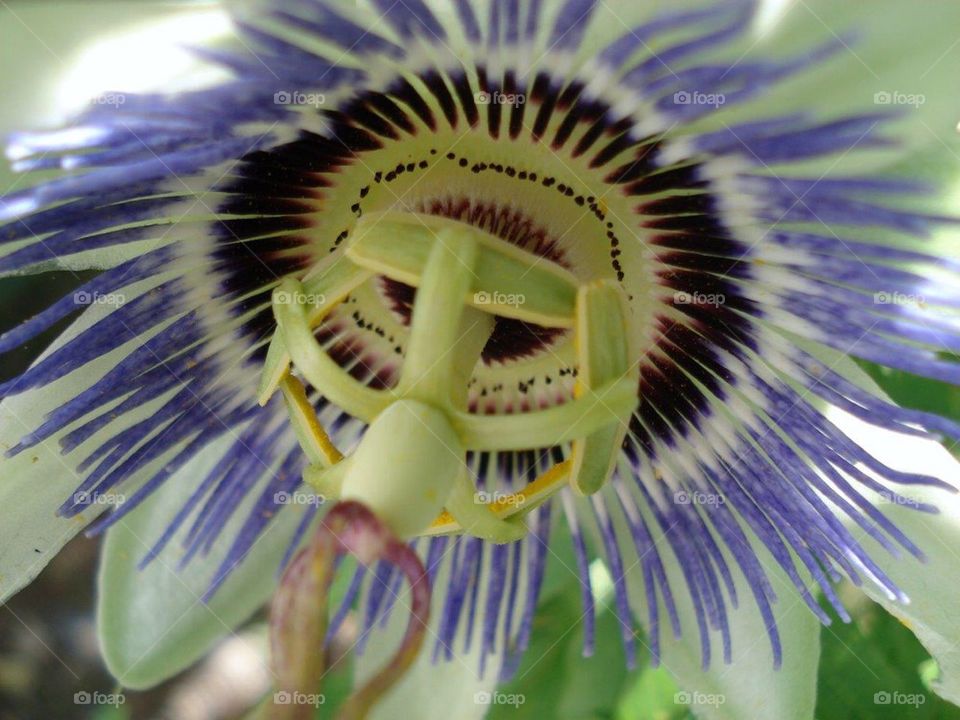 PASSION FLOWER