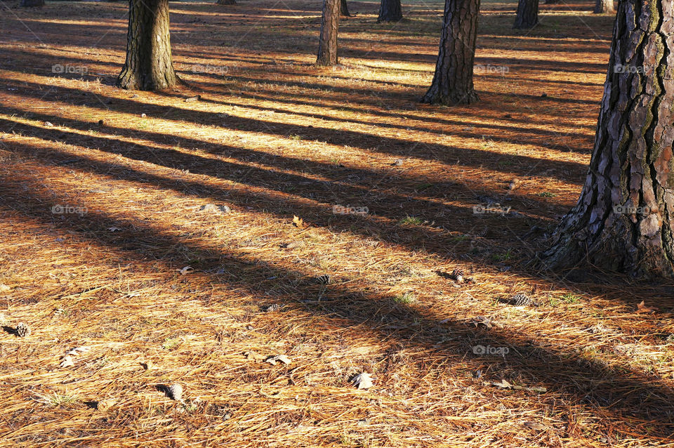 Shadows in forest