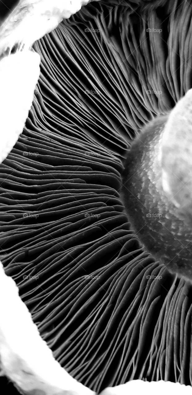 Like a fingerprint, the portobello ridges and valleys are unique in each  mushroom.