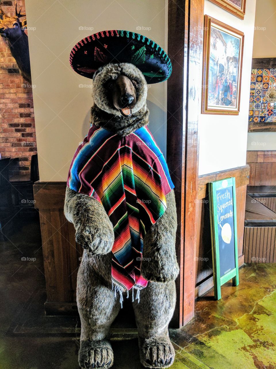 Mexican Bear