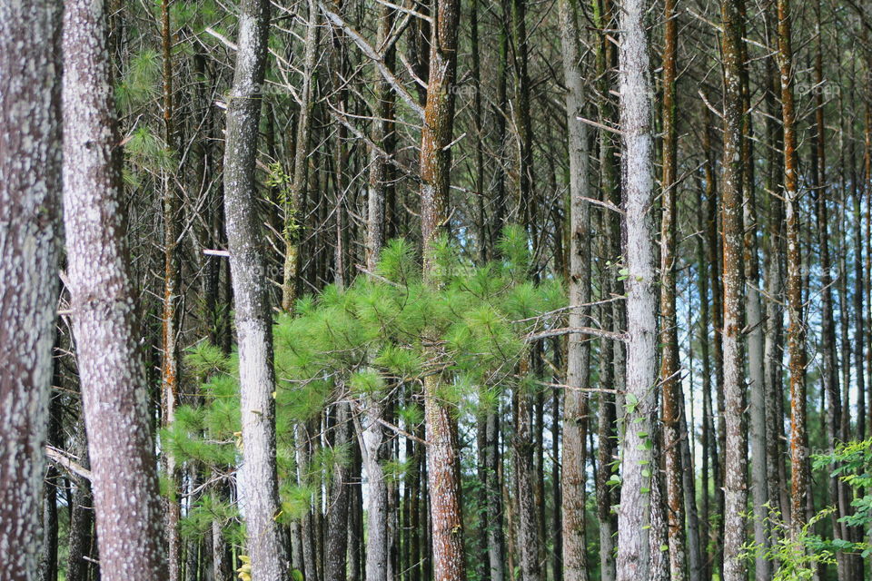 Pine forests