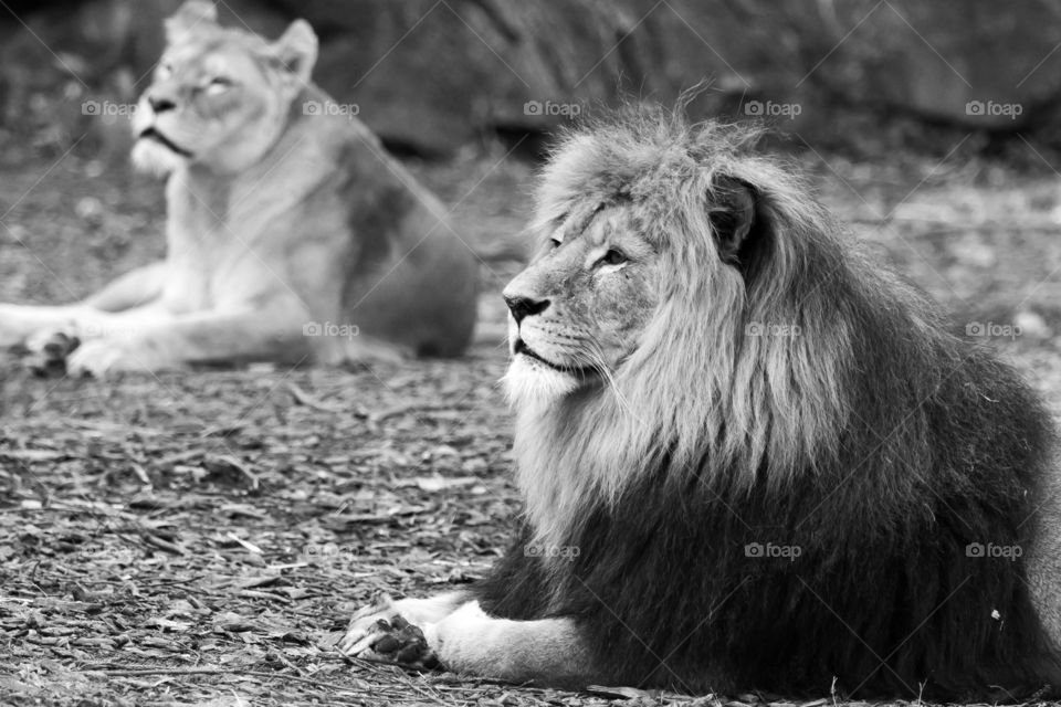 Portrait of beautiful lions lying on the ground, black and white 