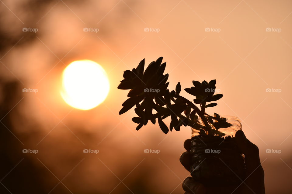 Silhouette of a newly transplanted succulent