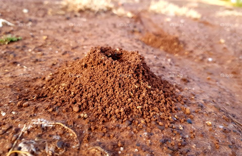ant heap