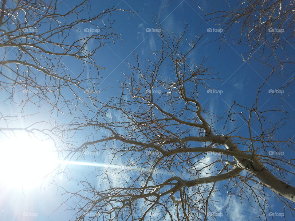 sun ray touching tree