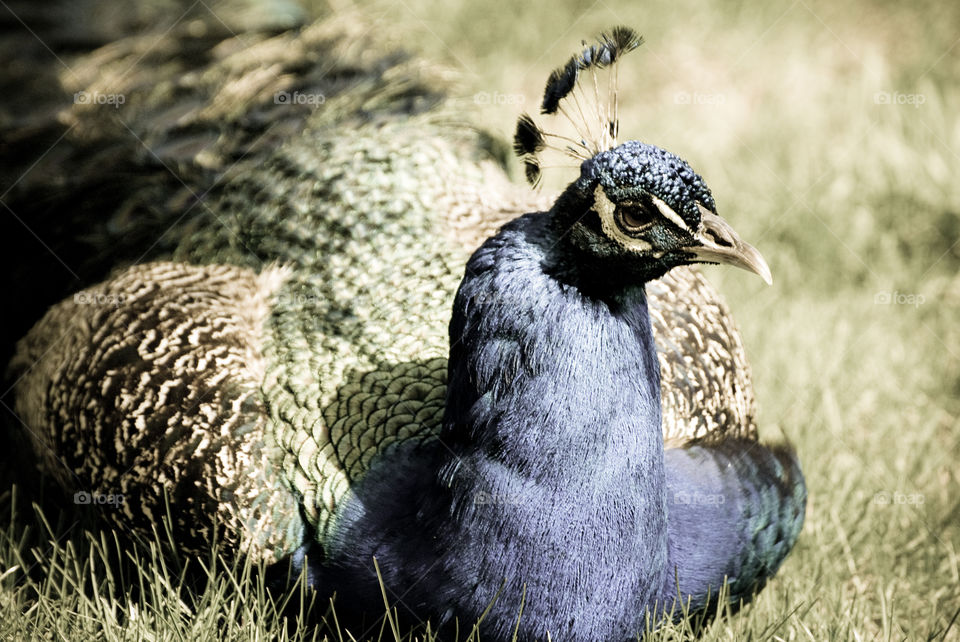 A peacock sitting in the grass - close-up of his bust