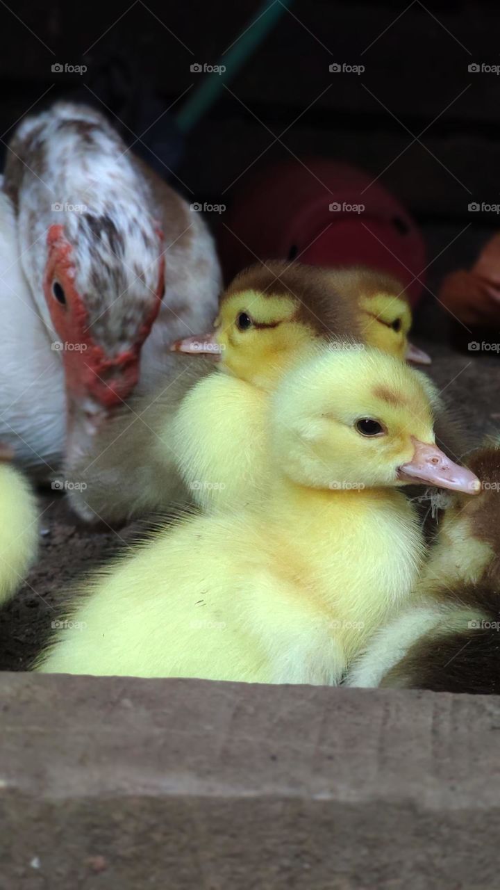 ducks