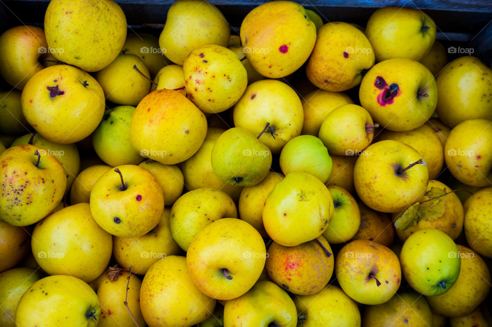 Harvest ripe juicy and tasty apples. Harvested juicy apples from fertile trees.