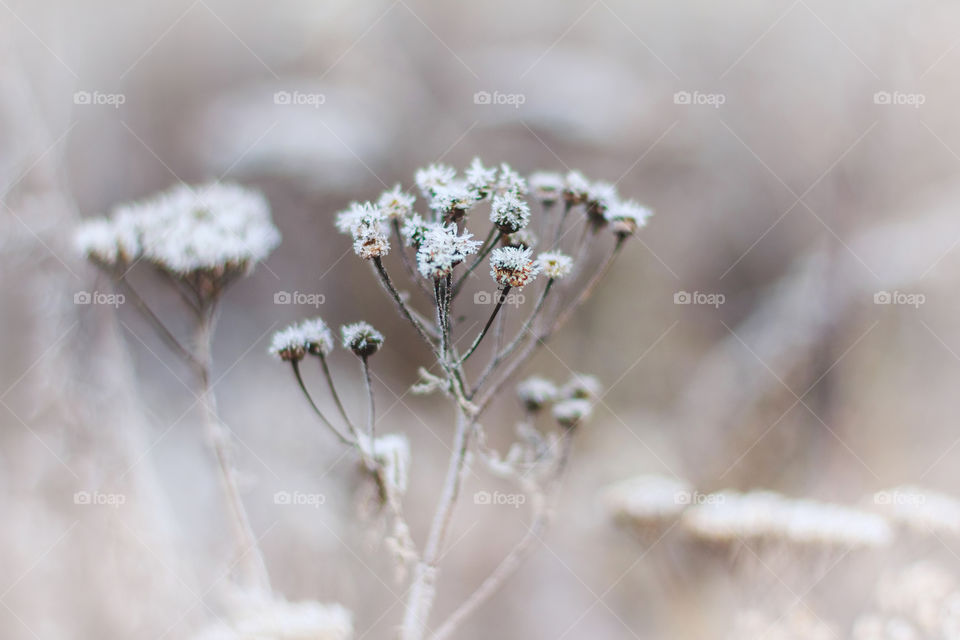 Hoarfrosted herbs