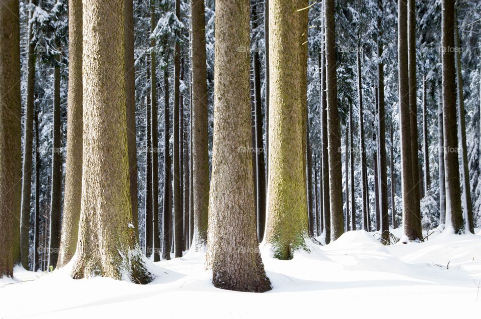 Forest covered with snow in winter
