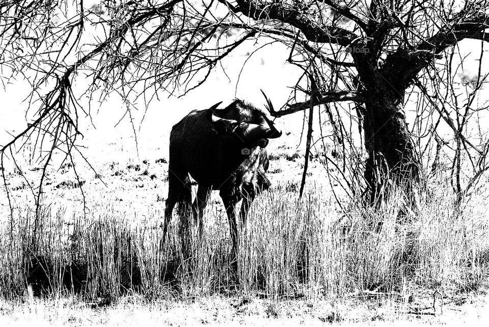 Silhouette of a wildebeest.