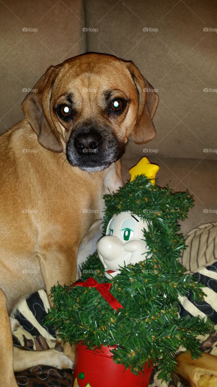 Dog With Little Christmas Tree